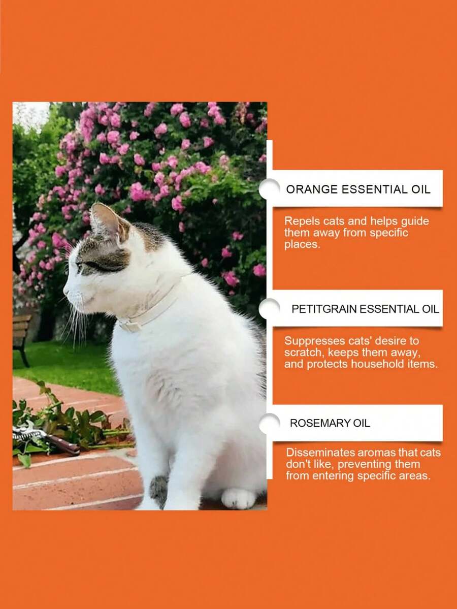 //img.ltwebstatic.com/v4/j/pi/2026/01/05/c0/176759487547fdf50ee25a10b092770f99c89e8c84_thumbnail_900x.webp
